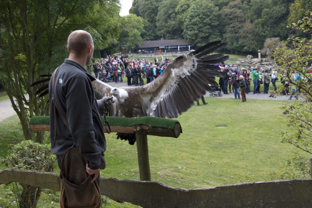 Preview Adler & Wolfspark Pelm | Reiseblog Helden unterwegs